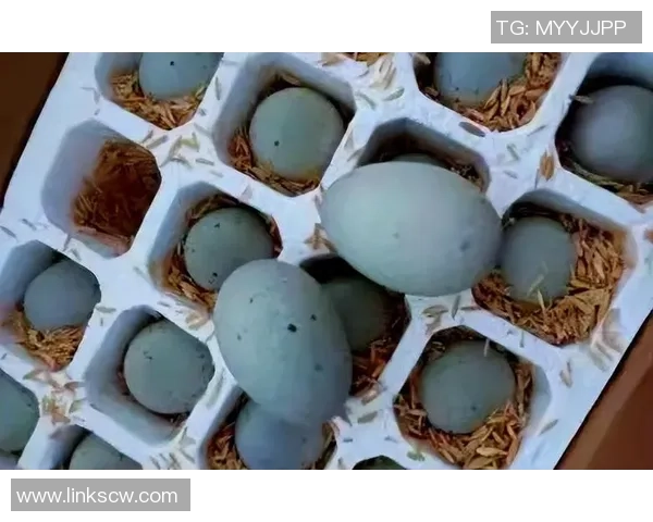 黄伟独家篮球心得分享与技巧解析助你提升球技的全面指南 黄伟独家篮球心得分享与技巧解析助你提升球技的全面指南